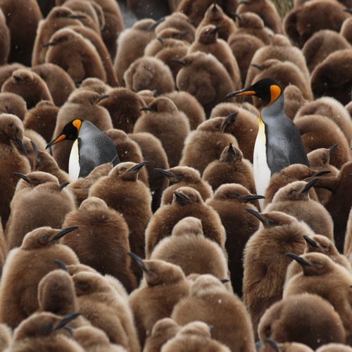 6 Fighting Extinction New Media Campaign